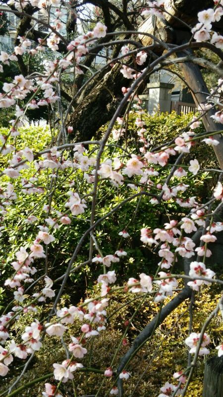 穴場の花スポット