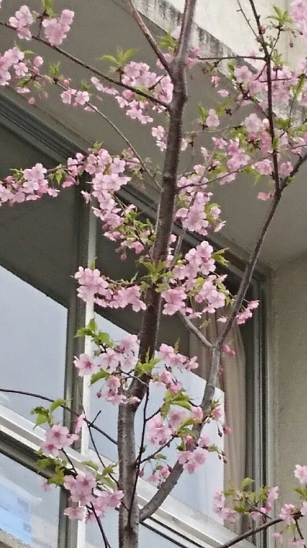 桜の季節